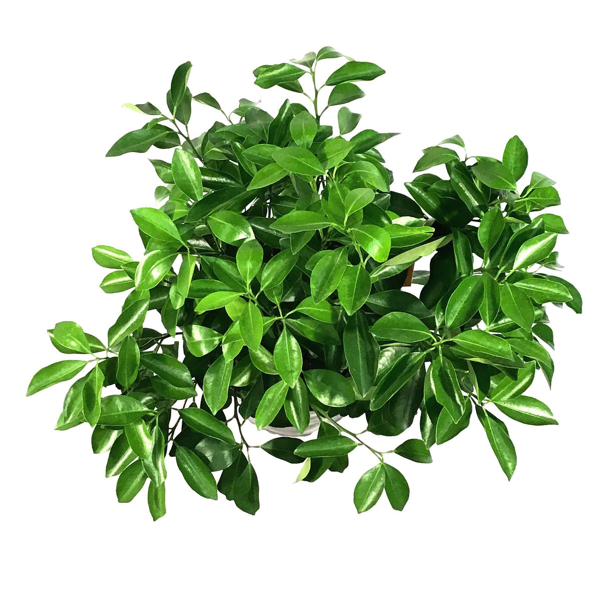 Orange, 3 Gal, Calamondin