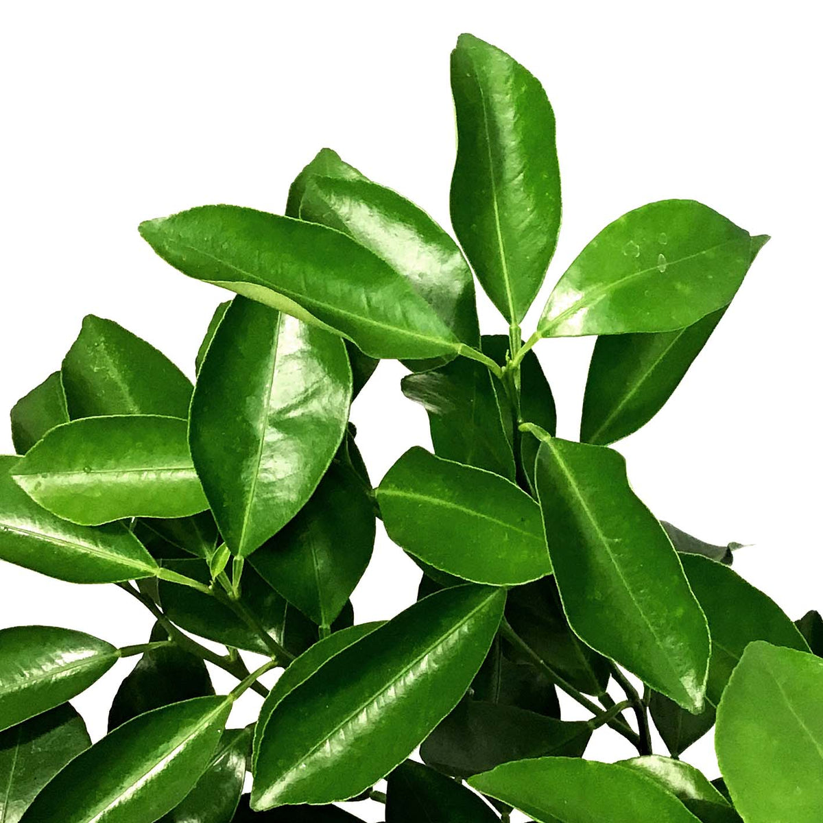 Orange, 3 Gal, Calamondin