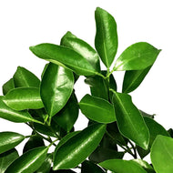 Orange, 3 Gal, Calamondin