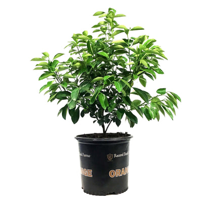 Orange, 3 Gal, Calamondin
