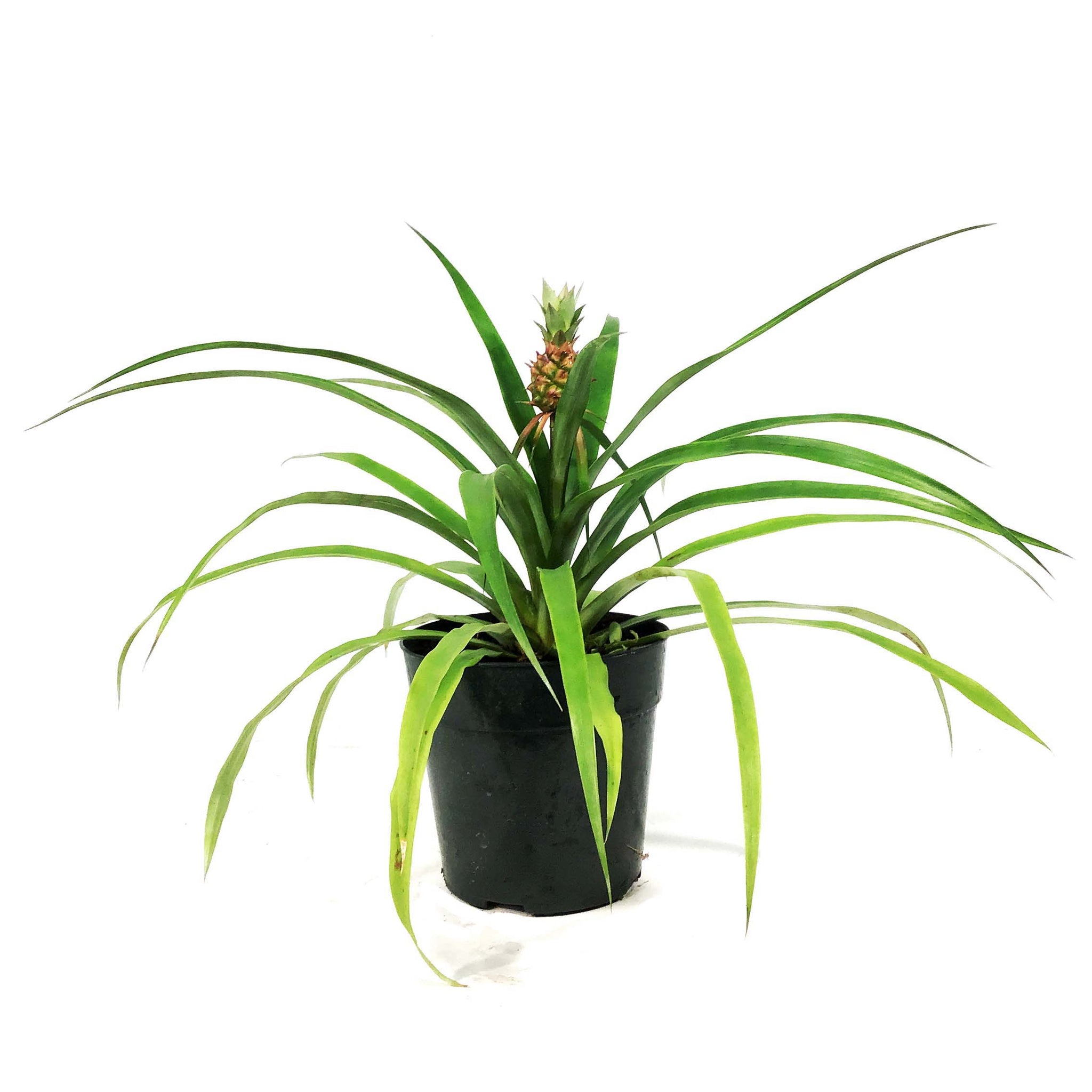 mini me pineapple plant Pineapple, 5in, Mini Me – Floral Acres Greenhouse & Garden Centre