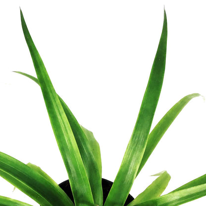 Pineapple, 5in, Mini Me
