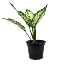 Load image into Gallery viewer, Aglaonema, 3.5in, Osaka
