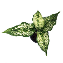 Load image into Gallery viewer, Aglaonema, 3.5in, Osaka
