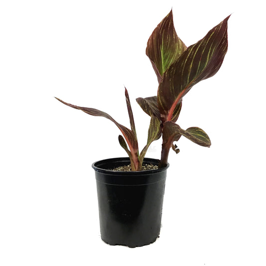 Canna, 1 Gal, Durban