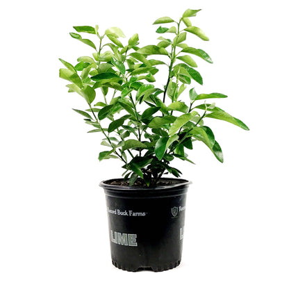 Lime, 7in, Persian