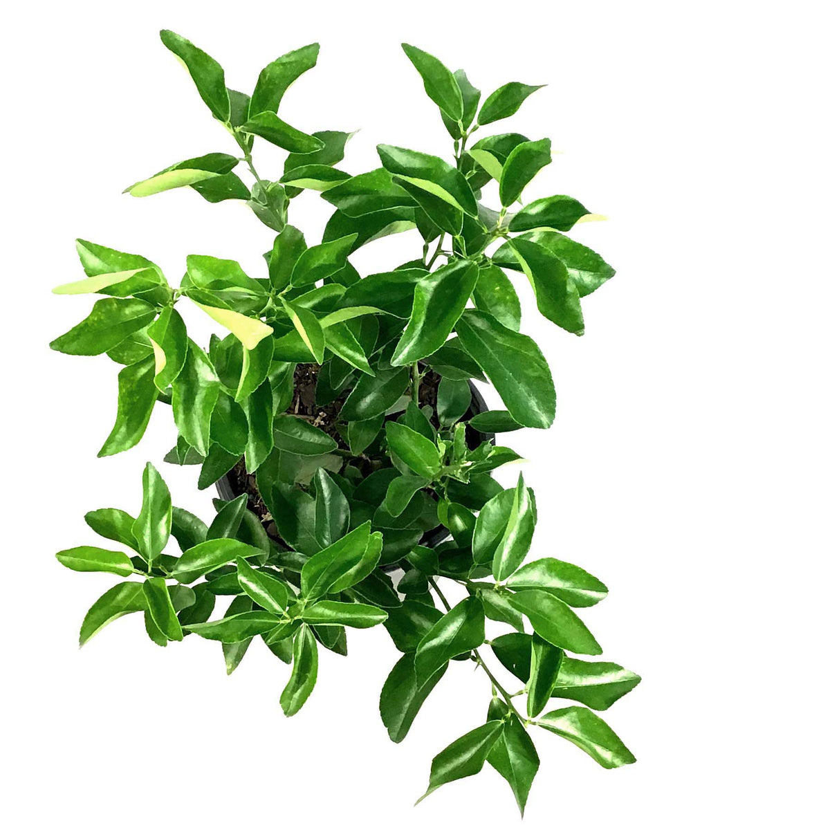 Lime, 7in, Persian