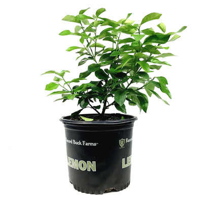 Lemon, 1 Gal, Eureka