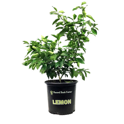 Lemon, 3 Gal, Meyer