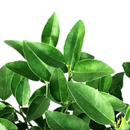 Lime, 3 Gal, Key