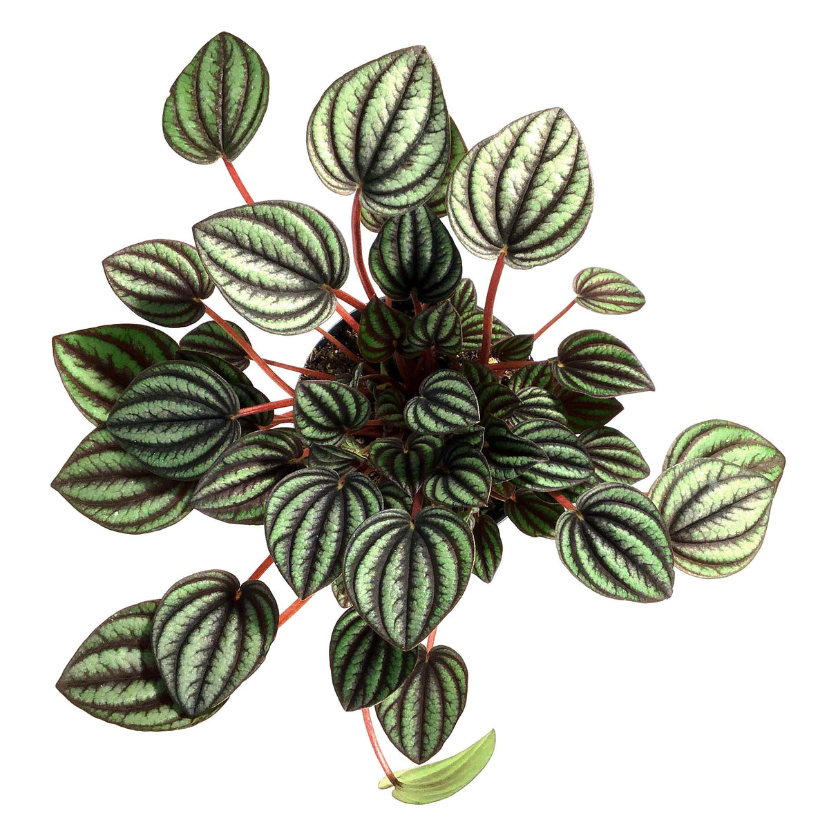Peperomia, 4in, Piccolo Banda