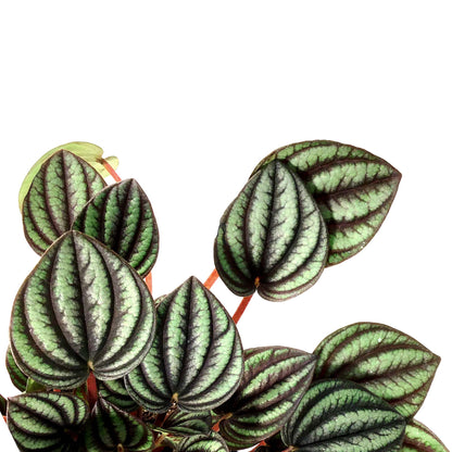 Peperomia, 4in, Piccolo Banda