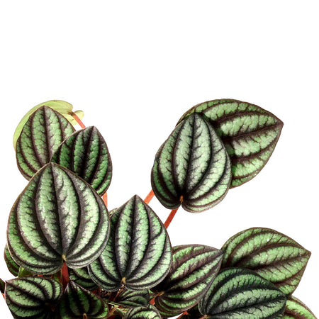 Peperomia, 4in, Piccolo Banda