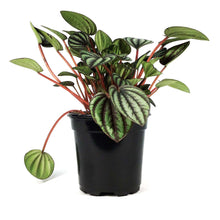 Load image into Gallery viewer, Peperomia, 4in, Piccolo Banda
