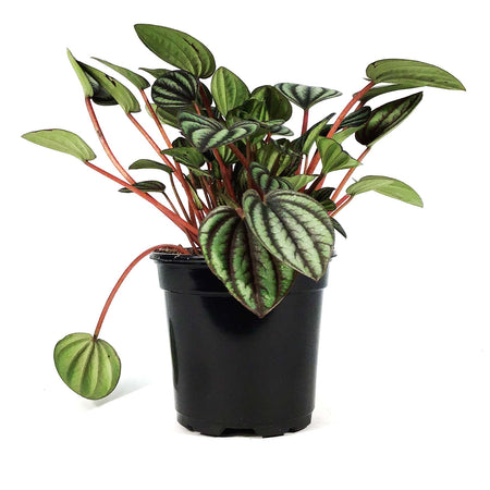 Peperomia, 4in, Piccolo Banda