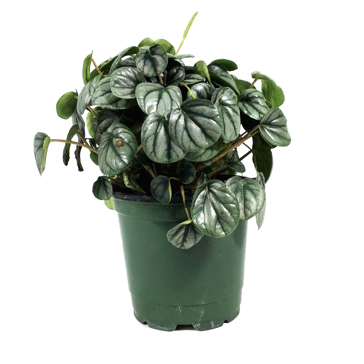 Peperomia, 4in, Little Tuscany