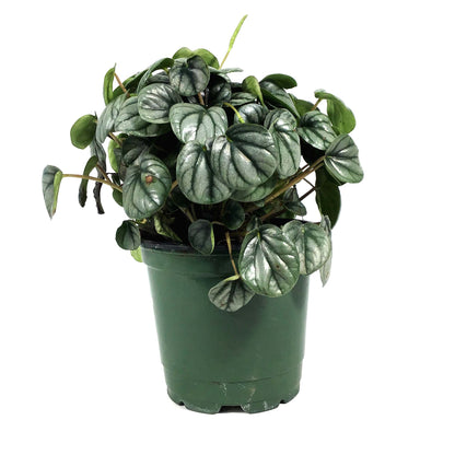 Peperomia, 4in, Little Tuscany