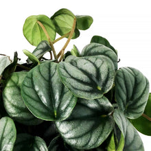 Load image into Gallery viewer, Peperomia, 4in, Little Tuscany
