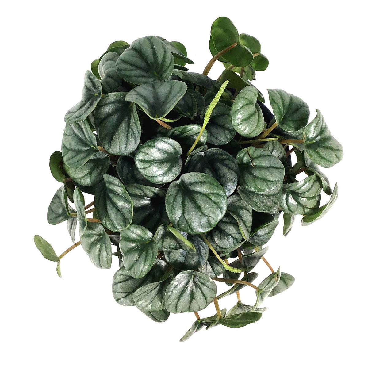 Peperomia, 4in, Little Tuscany