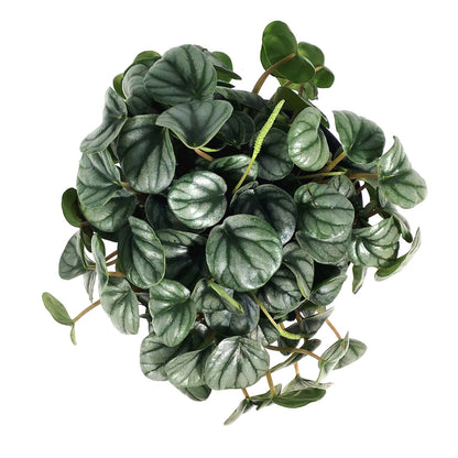 Peperomia, 4in, Little Tuscany