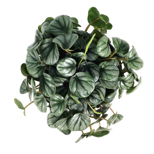 Peperomia, 4in, Little Tuscany