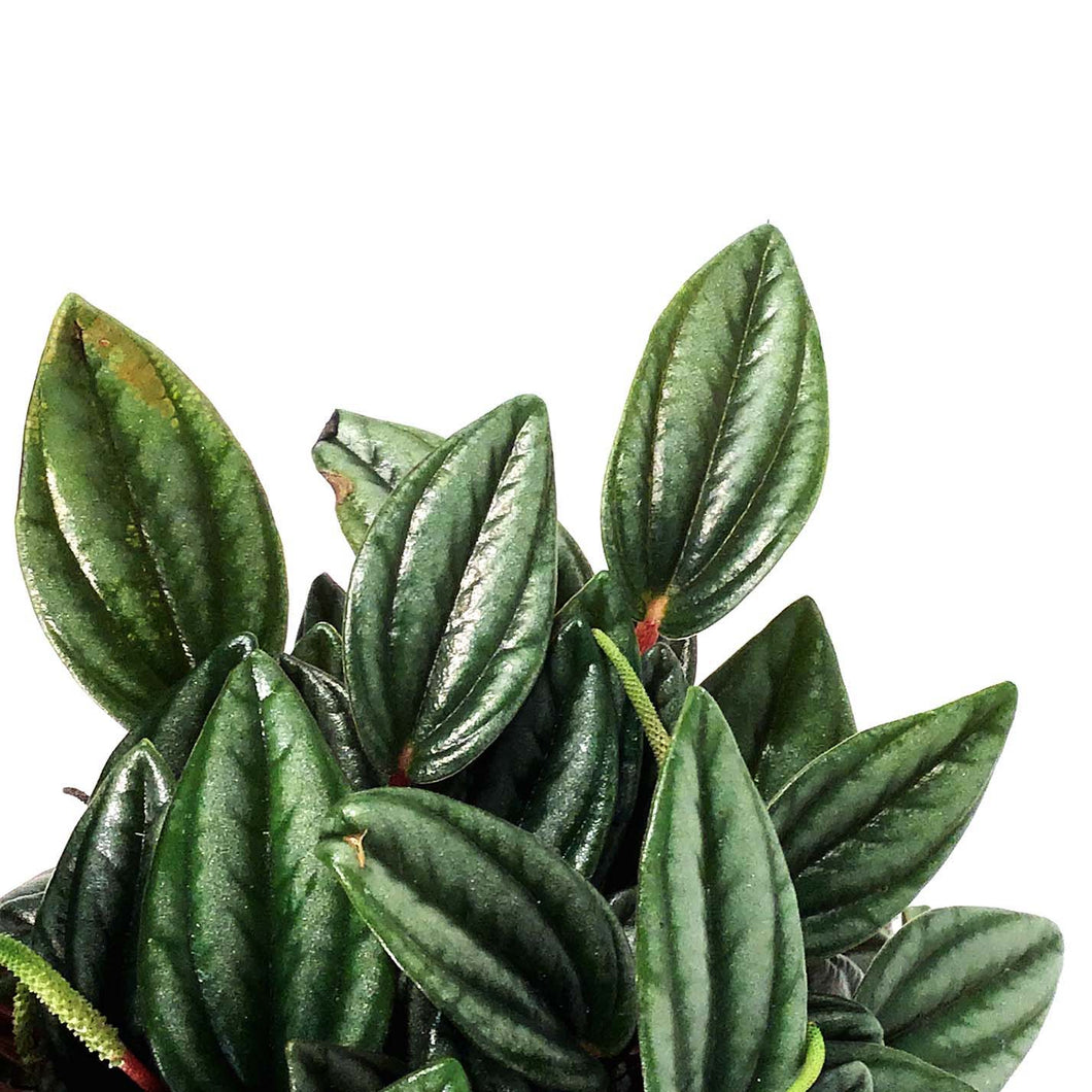 Peperomia, 4in, Rosso