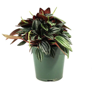 Peperomia, 4in, Rosso