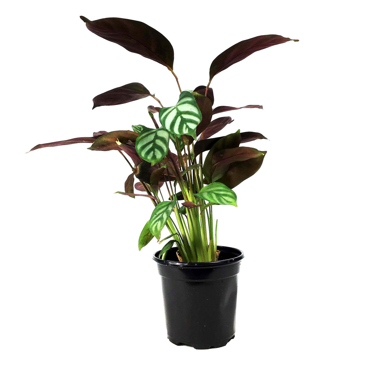 Ctenanthe, 4in, Exotica