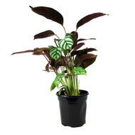 Ctenanthe, 4in, Exotica