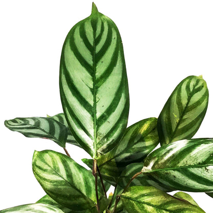 Ctenanthe, 4in, Exotica