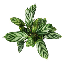 Load image into Gallery viewer, Ctenanthe, 4in, Exotica
