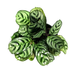 Ctenanthe, 4in, Burle Marx