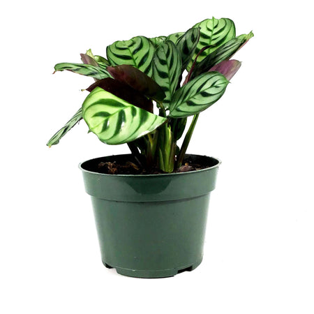 Ctenanthe, 4in, Burle Marx