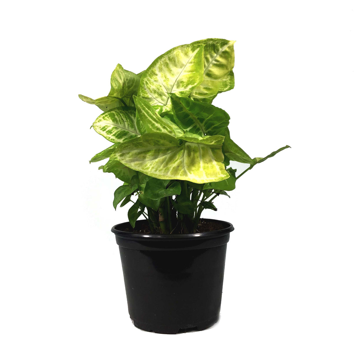Syngonium, 6in, Gold Allusion