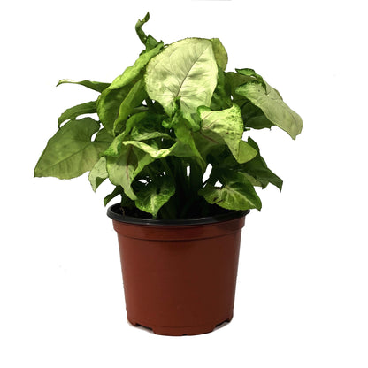 Syngonium, 6in, Cream Allusion