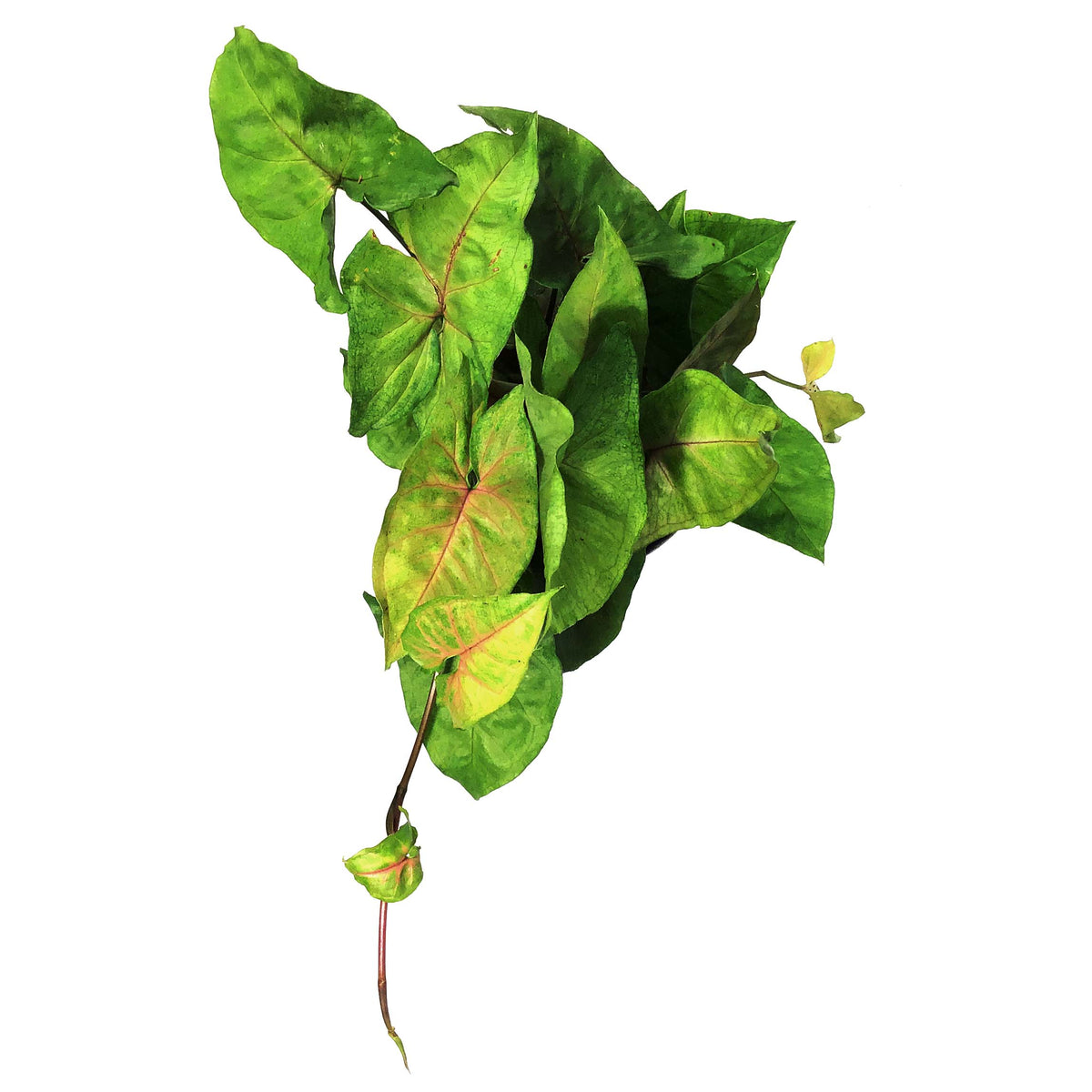 Syngonium, 6in, Candy