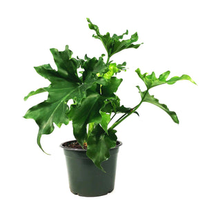 Philodendron, 6in, Lickety Split