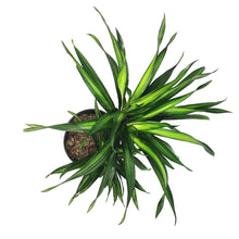 Load image into Gallery viewer, Dracaena, 8in, Rikki

