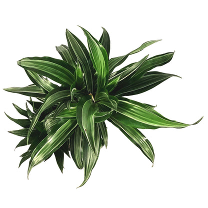 Dracaena, 8in, White Bird