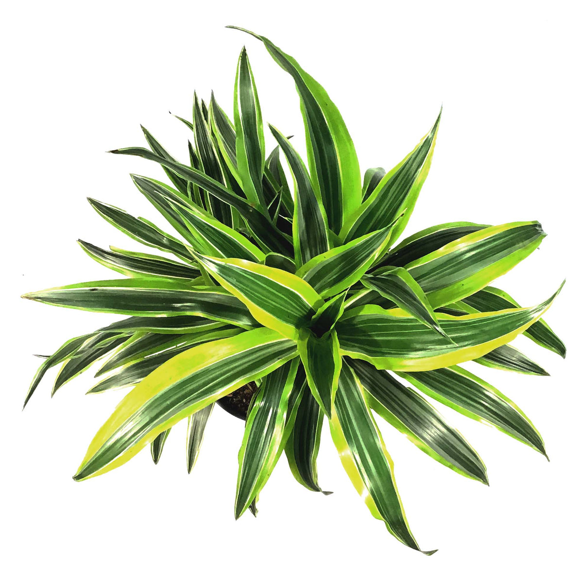 Dracaena, 8in, Lemon Lime