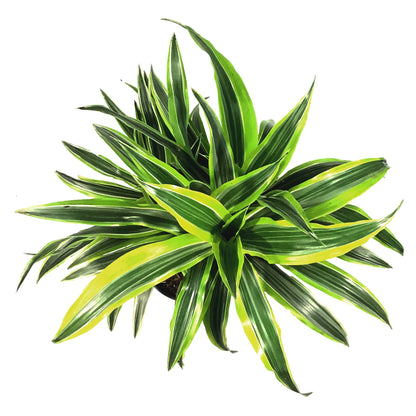 Dracaena, 8in, Lemon Lime