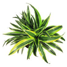 Load image into Gallery viewer, Dracaena, 8in, Lemon Lime
