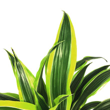Load image into Gallery viewer, Dracaena, 8in, Lemon Lime
