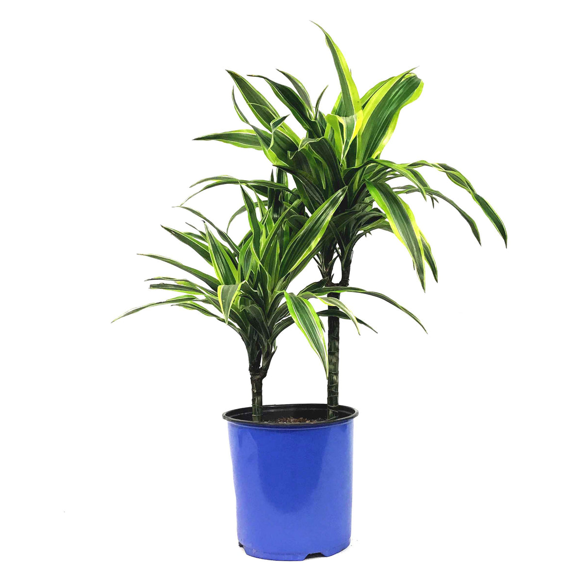 Dracaena, 8in, Lemon Lime