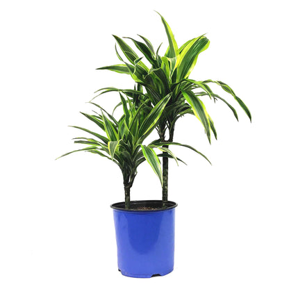 Dracaena, 8in, Lemon Lime