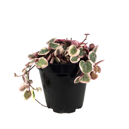 String of Hearts Variegated, 9cm, Ceropegia woodii