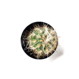 Cactus, 9cm, Old Man of the Andes