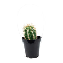 Load image into Gallery viewer, Cactus, 9cm, Old Man of the Andes
