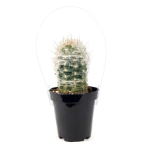 Load image into Gallery viewer, Cactus, 9cm, Old Man of the Mountain
