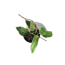 Load image into Gallery viewer, Hoya, 4in, Latifolia Outer Variegated
